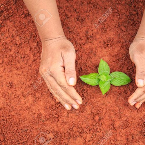 Hands of people protecting young plant on red soil. Ecology and Close up hands of people protecting young plant on red soil. Ecology and growing plant concept