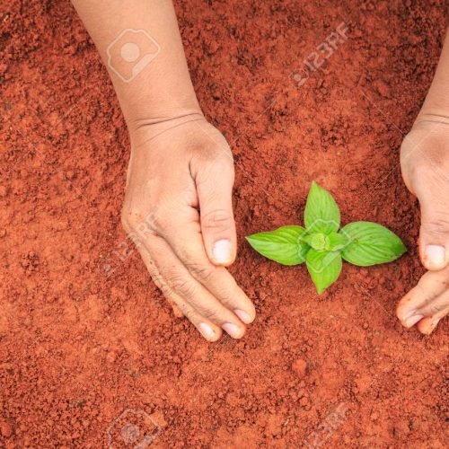 Close up hands of people protecting young plant on red soil. Ecology and growing plant concept